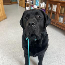 Hardee - Labrador Retriever