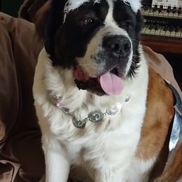 Keana - Saint Bernard
