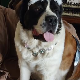 Keana - Saint Bernard