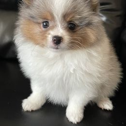 Pomeranians from Spoiled Rotten Pomeranians