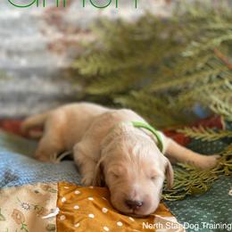Goldendoodle Puppies from North Star Dog Training