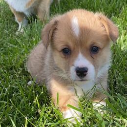 Pembroke Welsh Corgis from Paw Time Corgis