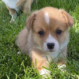 Pembroke Welsh Corgis from Paw Time Corgis