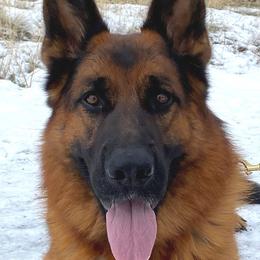 German Shepherds from Von Vollblut Shepherds
