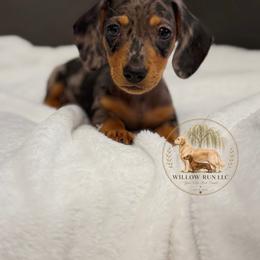 Bluey(Whiskey) - Dapple male Dachshund puppy in Lumber City, Georgia from Willow Run LLC