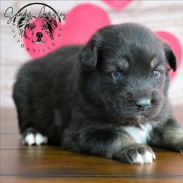 Deja Vu (1 blue eye 1 brown eye) - Black tri-color female Australian Shepherd puppy in Fultonville, New York from Sandy Aussies & Pomeranians