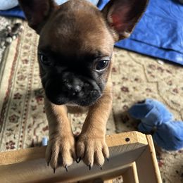 French Bulldog Puppies from Fishie's Frenchies