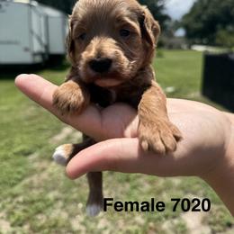 7020 - Red  female Goldendoodle puppy in Arcadia, Florida from KnuDawn Goldendoodles
