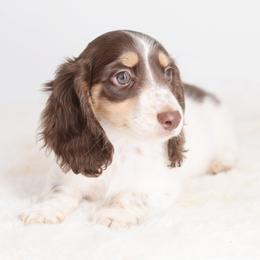 Truffle -- AKC Full Cream - Chocolate and cream female Dachshund puppy in Neosho, Missouri from A Walk In The Park