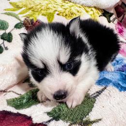 Boy 1 - Black and white male Pomsky puppy in Bolton, Connecticut from Elle Pomsky