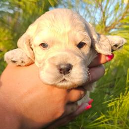 Fin - Cream male Cockapoo puppy in Indiahoma, Oklahoma from Phamily Doodles