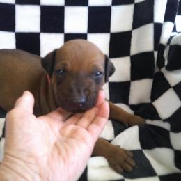 Ricky - Rd whtn blk nose male Rhodesian Ridgeback puppy in Carney, Oklahoma from River Run Parson Russell terriers & River Run Ridgebacks