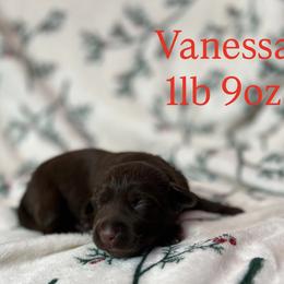 Vanessa - Chocolate female Labrador Retriever puppy in Puyallup, Washington from 12 Door Farm Labradors