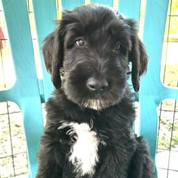 Schnoodle Puppies from Gunnie Luv, LLC