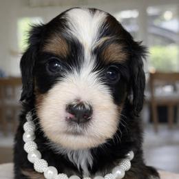 Steffani - Tri-color female Bernedoodle puppy in Yuciapa, California from AlltheDoodlez_