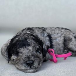 (Pink Collar) Shenandoah - Merle female Goldendoodle puppy in Granite Falls, North Carolina from Carolina Goldendoodles
