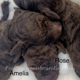 Female 3 - Brown female Poodle puppy in Greenville, North Carolina from Grace Poodles