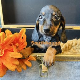 Dale - Black and tan male Dachshund puppy in Leoma, Tennessee from Southbound Kennel