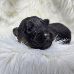 Burrito (Lime Collar) - Black and red male German Shepherd puppy in Gig Harbor, Washington from Crescent Lake Shepherds