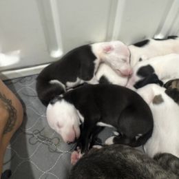 Willie - Black male Whippet puppy in Henryville, Indiana from Forestview