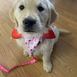 Golden Retriever Puppies from Gold 'N Dust Ranch