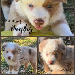 (3) Vixen, RMM - Red merle male Miniature American Shepherd puppy in Huntington, Texas from JKKJ Farms