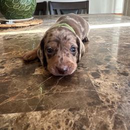 Green - Dapple male Dachshund puppy in Yuba City, California from Mulberry Dachshunds