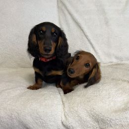 Dachshund Puppies from Miniature Dreams Dachshunds