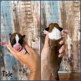 Tide - Red male Pembroke Welsh Corgi puppy in Berea, Kentucky from SunShine Corgis