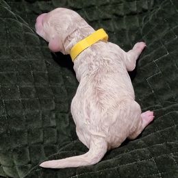 Yellow - Cream male Goldendoodle puppy in Summerfield, North Carolina from Lila's Teddybear Goldendoodles