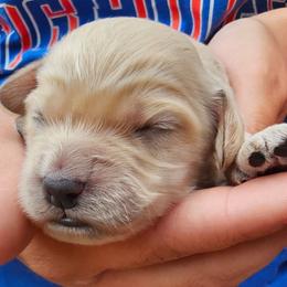 Fin - Cream male Cockapoo puppy in Indiahoma, Oklahoma from Phamily Doodles
