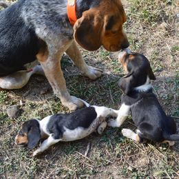 Beagle, Jack Russell Terrier, and Russell Terrier Puppies from Mountain Top