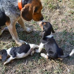 Beagle, Jack Russell Terrier, and Russell Terrier Puppies from Mountain Top