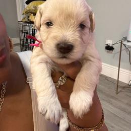 Girl- 3 - Pink - White female Miniature Schnauzer puppy in Lehigh Acres, Florida from Regency Schnauzer