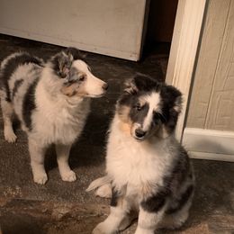 Shetland Sheepdog Puppies from Twilight Shadow Shelties