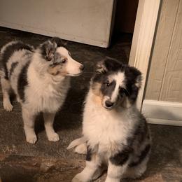Shetland Sheepdog Puppies from Twilight Shadow Shelties