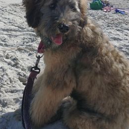"Violet " Bernedoodle All Grown Up from So In Doodles