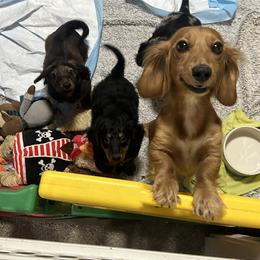 Dachshund Puppies from Dashing Doxie’s