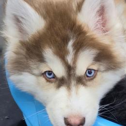 Abe - Red and white male Siberian Husky puppy in East Tawas, Michigan from BurnsBerg's Woolies