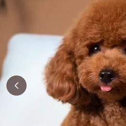 Maltipoos, Poodles, and Yorkshire Terriers from Noble Pets
