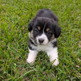 Tampa - Black and tan female Pembroke Welsh Corgi puppy in Bridge City, Texas from Disco Corgis