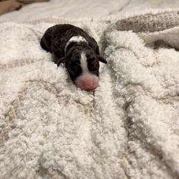 Willow - female Australian Mountain Doodle puppy in Tryon, North Carolina from Melrose Mountain Farm