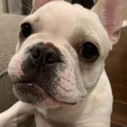 Ava - French Bulldog