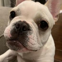 Ava - French Bulldog