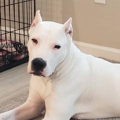 Fate - Dogo Argentino