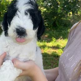 Sheepadoodle Puppies from Primrose Cottage Puppies