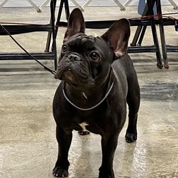 Bulldog and French Bulldog Puppies from Tricreek English and French Bulldogs