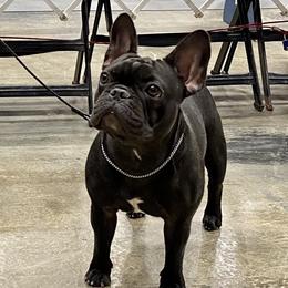 Bulldog and French Bulldog Puppies from Tricreek English and French Bulldogs