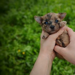 Companion Cross, Havanese, Mal-Shi, Maltese, Maltipoo, Morkie, and Shih Tzu Puppies from Seeking Shalom Acres Maltese, Maltipoos & Havamalts