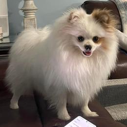 Chantilly lace - Pomeranian
